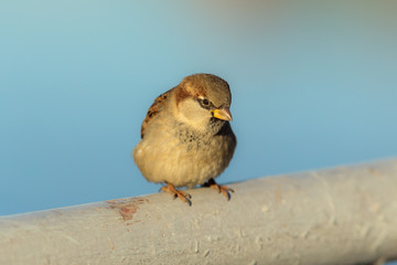 portrait of a curious sparrow