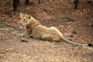 Female Lion, Panthera leo persica, resting at Gir National Park, Gujrat, India.