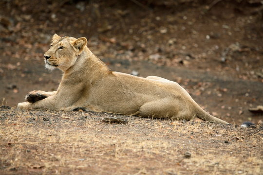 Female Lion, Panthera leo persica, resting at Gir National Park, Gujrat, India.
