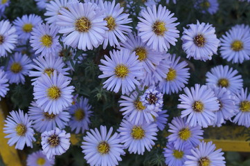 Fototapeta premium background of flowers