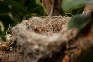 Empty bird nest found on a branch
