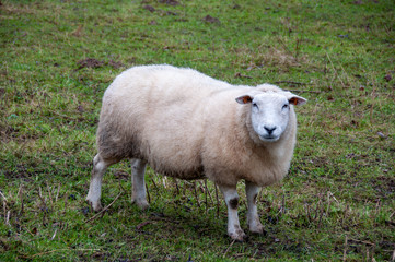 Sheep on a urban farm in Brussels, Belgium