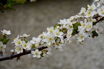 Early spring in the garden. Common cherry. The buds of homemade cherry were opened. The cherry tree blossomed.