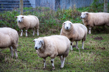 Obraz na płótnie Canvas Sheep on a urban farm in Brussels, Belgium