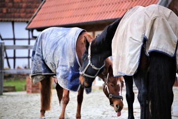 horse and rider