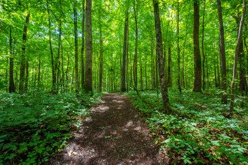 Sitton's Gulch Trail, Cloudland Canyon State Park, Georgia, USA