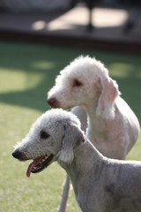 Fototapeta premium Happy puppies in a private playground