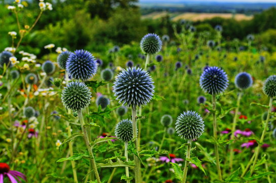 Globe-Thistle Images – Browse 4,218 Stock Photos, Vectors, and Video ...