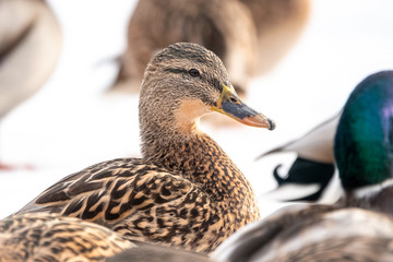 Female duck on the wuite snow background