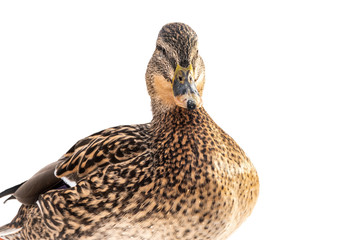 Female duck on the wuite snow background