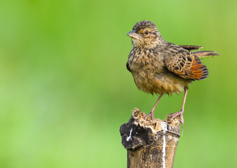 Beautiful small bird with green background