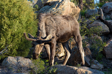 Shiras Moose in the Rocky Mountains of Colorado