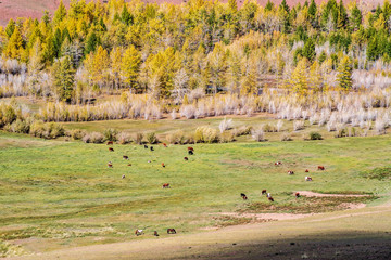 Grazing cattle, horses and cows in the valley of the Kyzylshin river. Kosh-Agachsky District, Altai Republic, Russia