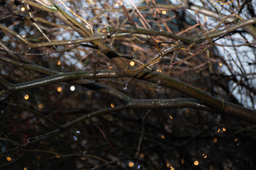 rain drops on the tree branch