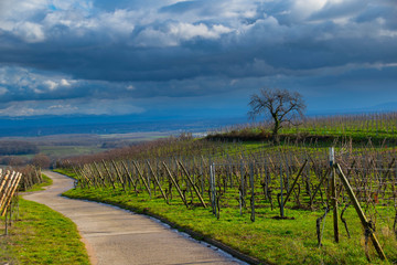 Fototapeta premium Weinberge oberhalb von Blienschwiller im Elsass