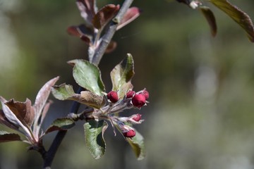 Early spring in the garden. The buds of the apple tree are opened. Apple trees are blooming.