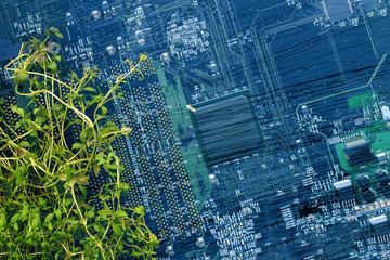 Thyme plant on the background of the electronic board.