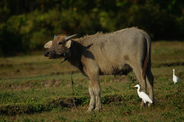 The water buffalo (Bubalus bubalis) or domestic water buffalo is a large bovid originating in the Indian subcontinent, Southeast Asia, and China. This animal is bathing in a mud pool in the Baluran.