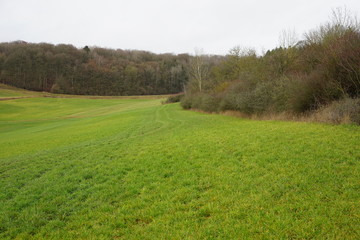 Grüne Feldbrache am Waldrand