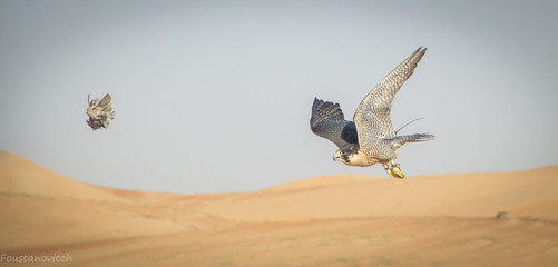 bird in flight