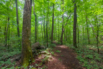 Obraz premium Sitton's Gulch Trail, Cloudland Canyon State Park, Georgia, USA
