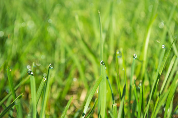 Soft Green Grass Background
