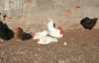 rooster and hen on a farm
