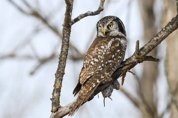 Northern Hawk Owl Caught a Vole,  Portrait