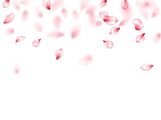 Pink sakura flower flying petals isolated on white vector background.