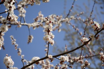 Early spring in the garden. Apricot buds are revealed. Apricot trees are blooming.