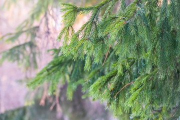 Background of green spruce branches