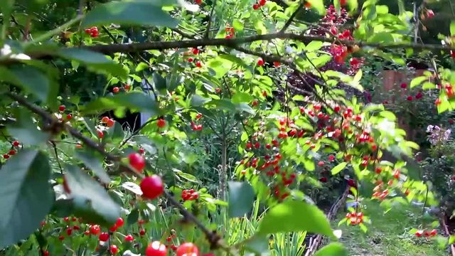 Cherry tree branch with pair of tasty fruit on wind
