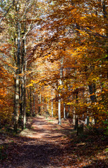 Golden leafs of trees at autumn forest