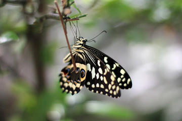 Dovetail butterfly hanging upside down with