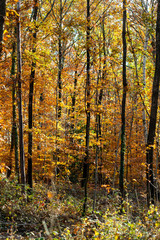 Golden leafs of trees at autumn forest