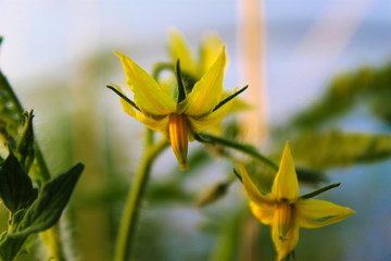 tomato yellow flowers