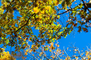 Golden leafs on blue sky at autumn forest