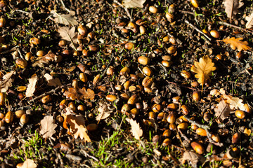 Acorns of oak fall at autumn forest