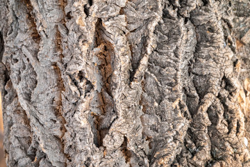 Texture of embossed bark of an old maple