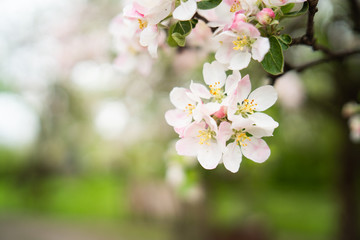 Garden in spring time. Closeup view of cherry or apple blossom. Little green leaves and white flowers of cherry tree. Concept of beautiful background. Horizontal wallpaper