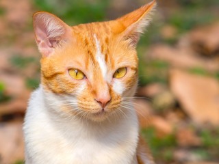 Closeup adorable ginger cat portrait.