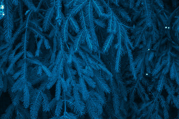 blue spruce background