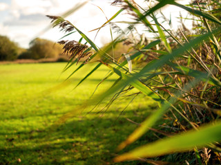 Empty green field, Sunny day, Concept summer. Nobody. Nature landscape.
