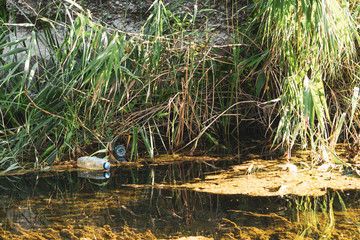 plastic bottle pollution on a river in montenegro