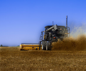 Fototapeta premium combine harvester working on barley field