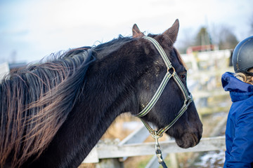 Dark brown horse with gray hackamore bridle led by person with blue coat and riding helmet