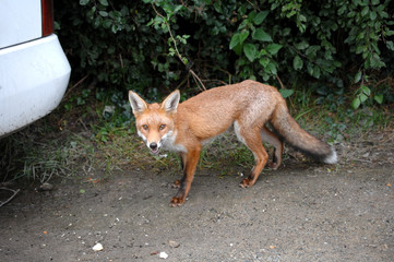 RED FOX
