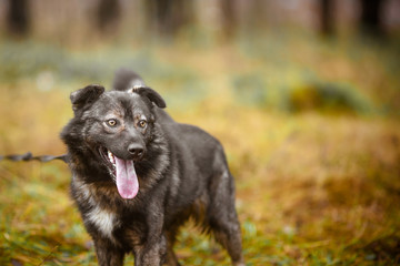 Fluffy dog in the forest. Portrait of a large fluffy dog with unusual eyes.
