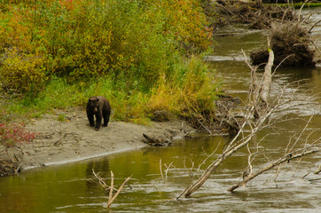 Pacific temperature rainforest of British Columbia