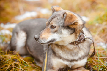 A small dog lies on the grass. Portrait of a small fluffy multi-colored dog in the forest.